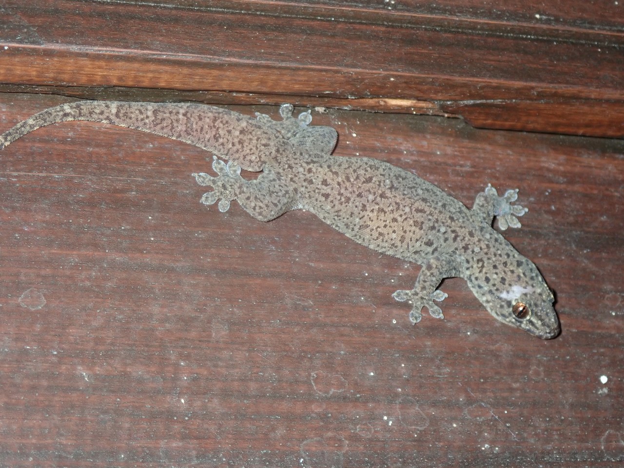 Gehyra mutilata